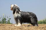 BEARDED COLLIE 178